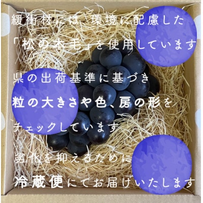 【2026年発送分先行受付】巨峰ぶどう(種なし) 1房500グラム以上 産地直送 山梨県山梨市牧丘産【配送不可地域：離島・沖縄県】