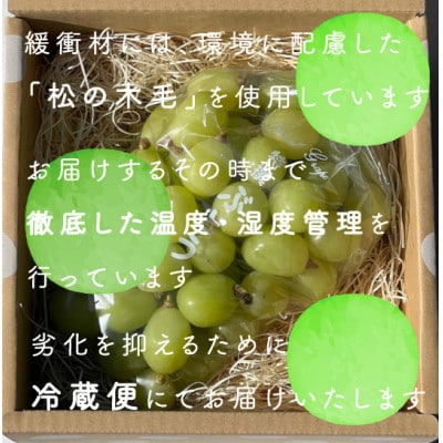 【年内発送】冬に食べられる シャインマスカット  粒 (1kg以上)山梨産【配送不可地域：離島・沖縄県】