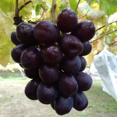 【2026年先行受付】10月上旬発送「牧丘天空マスカットノワール」約1kg(2～3房)【配送不可地域：離島】