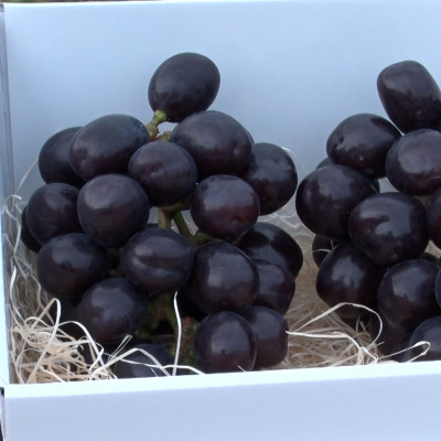 【2026年先行受付】10月中旬発送「牧丘天空マスカットノワール」約1kg(2～3房)【配送不可地域：離島】