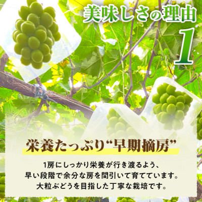 2026年発送 先行受付 朝もぎ直送!!過保護に育った葡萄ぶどう『おまかせ3種』3～6房(約2kg)【配送不可地域：離島】