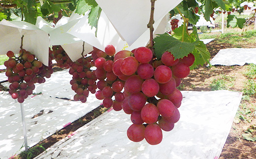 【2026年発送 先行受付】山梨県オリジナル新品種サンシャインレッド!【計1kg程度】【配送不可地域：離島】