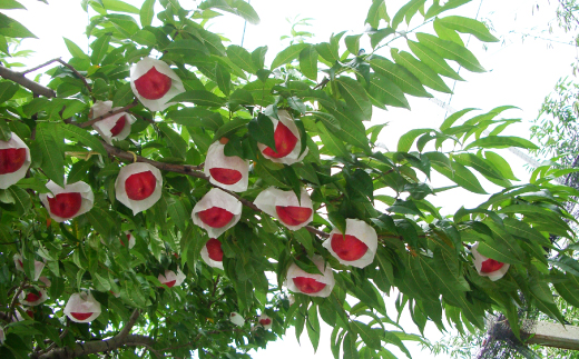 2026年先行　スイートネクタリン　約2kg(6～12個)【配送不可地域：離島・北海道・沖縄県・中国・四国・九州】