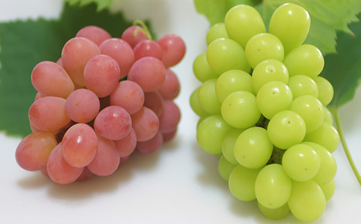 【2026年発送】サンシャインレッド＆シャインマスカット 贅沢2色食べ比べ 計1kg 【農福連携】【配送不可地域：離島】