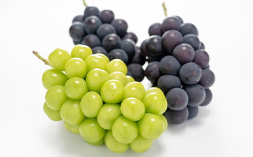 【発送月固定定期便】【訳アリ】山梨の桃と黒ぶどう・シャインマスカット全3回【配送不可地域：離島・沖縄県】