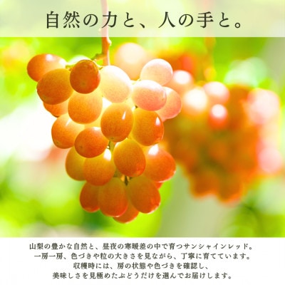 【2027年発送 先行受付】希少 サンシャインレッド 2房～3房 約1.5kg【配送不可地域：離島】