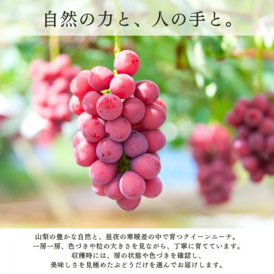 【2027年発送 先行受付】特選クイーンニーナ 3房～4房 約2kg【配送不可地域：離島】