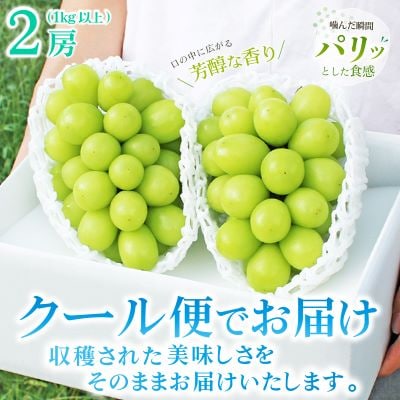 【発送月固定定期便】2026年発送 山梨 旬の果物 桃+種無し黒ぶどう+シャインマスカット 全3回【配送不可地域：離島・沖縄県】