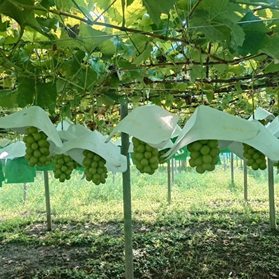 【発送月固定定期便】山梨市フルーツ定期便(桃・シャインマスカット)全2回【配送不可地域：離島】