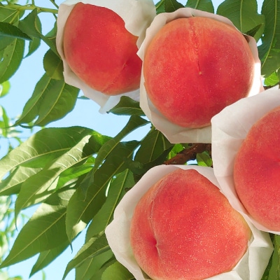 【発送月固定定期便】2025年発送/朝収穫農家直送/訳あり桃+特選シャインマスカット全2回【配送不可地域：離島】