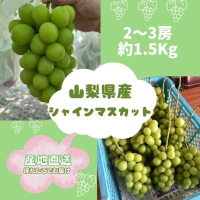 【発送月固定定期便】旬のピオーネ+シャインマスカット2～3房(約1.5kg)全2回【配送不可地域：離島】