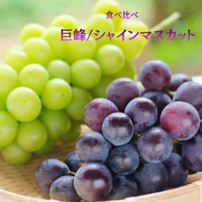 【発送月固定定期便】【2026年先行受付】旬のフルーツ定期便 桃2kg・巨峰/シャイン全2回【配送不可地域：離島・沖縄県】