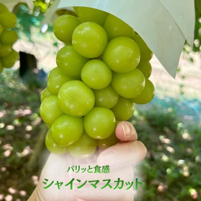 【発送月固定定期便】【2026年先行受付】 旬のフルーツ定期便 桃900g・シャイン500g全2回【配送不可地域：離島】