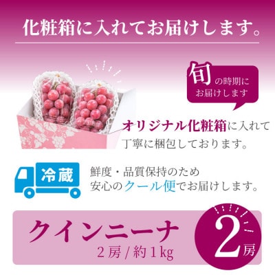 【数量限定】希少!赤い宝石　『クイーンニーナ』　2房　山梨のぶどう　クインニーナ【配送不可地域：離島・沖縄県】