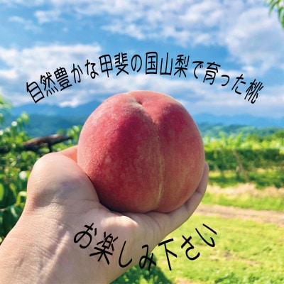 《2026年発送　先行受付》桃 『白桃系さくら』 約2kg 5～8玉 朝もぎ 直送! 選び抜かれた桃【配送不可地域：離島】