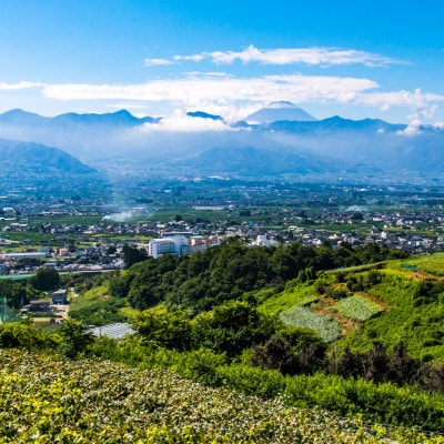 2026年先行受付 銀河農園まきおかの甘くてジューシーな巨峰(種なし)約2kg(4～5房)【配送不可地域：離島】