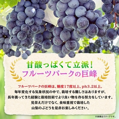 【2026年先行受付】山梨市産「巨峰(種なし)」詰め合わせ(約500g×3房)【配送不可地域：離島・沖縄県】