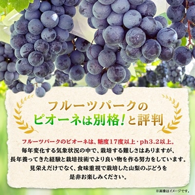 【2026年先行受付】ピオーネ 約550g×3房 山梨市産 「ピオーネ(種なし)」 詰め合わせ【配送不可地域：離島・沖縄県】