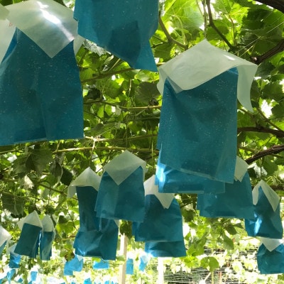 【先行受付2026年発送】旬選!大房シャインマスカット　2房～3房(約1.2kg)