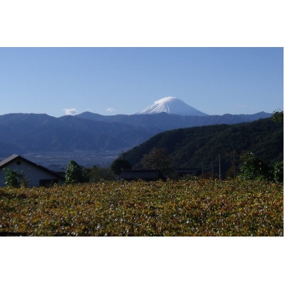 【先行受付2026年発送】精選! シャインマスカット 約2kg (3～4房)【配送不可地域：離島】