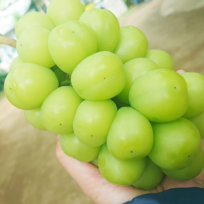 【2026発送予定】特選!シャインマスカット2房化粧箱入　山梨市産地直送　約500g×2房【配送不可地域：離島】