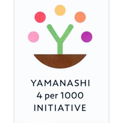 【2026発送予定】数量限定!【高級桃桐箱入り】8～9玉入り　山梨市産地直送　約3kg箱【配送不可地域：離島】