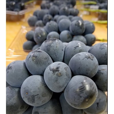 【2026発送予定】農家朝どり種無し巨峰　3～5房入り　山梨市産地直送　約2kg以上【配送不可地域：離島】