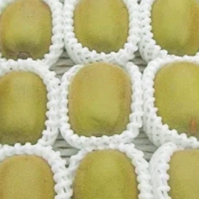 【2026発送】レッドキウイフルーツ化粧箱入り　産地直送約1.5kg(12～18玉)【配送不可地域：離島】