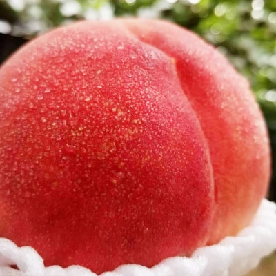 【2026発送予定】【訳あり品】ご家庭桃・朝もぎ産地直送・3kg以上【配送不可地域：離島】