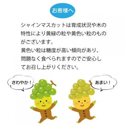 【2026年発送 先行受付】シャインマスカット2房 (計1kg程度) 生産者直送 ! 山梨市万力産【配送不可地域：離島】