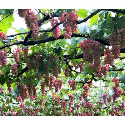 ワイン サントネージュワインが贈る 甲州ワイン 辛口 飲み比べ 2本 セット