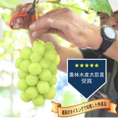 【2026年発送 先行受付】桐箱入り完熟極上シャインマスカット!お中元やギフトに【1房550g以上】【配送不可地域：離島】