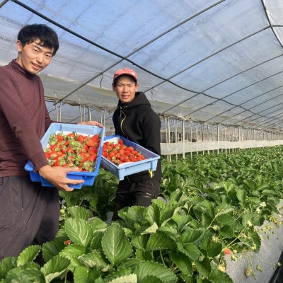 【いちご280g×4パック】坂の上のいちご 山梨県山梨市産【配送不可地域：離島】