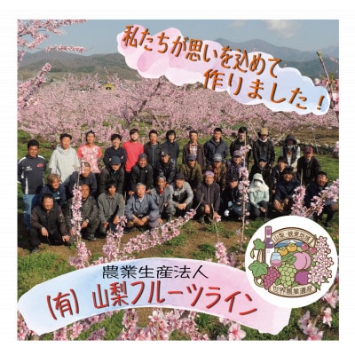 《2026年発送　先行受付》桃 『白桃系』 約2kg 5～8玉 朝もぎ直送! 選び抜かれた桃【配送不可地域：離島】