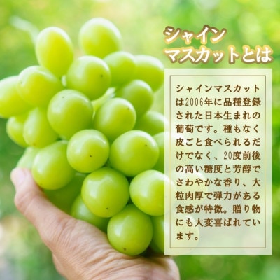 【2026発送】厳選 池田青果のシャインマスカット2房～3房(1.2kg相当) ふるさと納税【配送不可地域：離島・沖縄県】