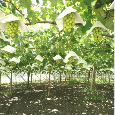 【2026年 先行予約】朝採り シャインマスカット 約1.2kg(2～4房入り) ふるさと納税【配送不可地域：離島・沖縄県】