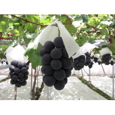 ハウス種なし巨峰(3～4房)/80【配送不可地域：離島】