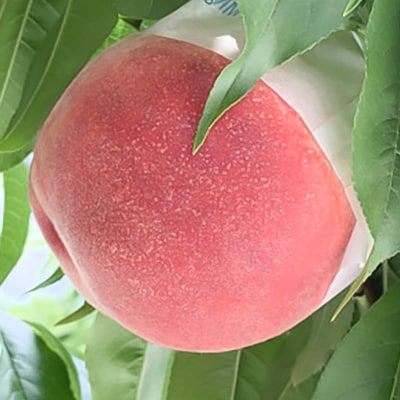 もも(6～8玉)/80【配送不可地域：離島】