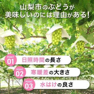 【2026年 先行予約】シャインマスカット 約1kg (1～2房) 朝採り シャインマスカット【配送不可地域：離島・沖縄県】