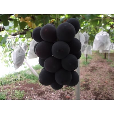 種なしピオーネ(2房)/80【配送不可地域：離島】