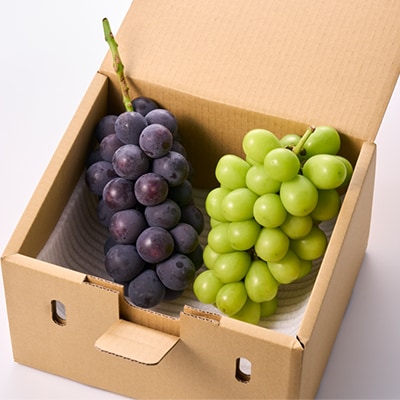 【2026年先行受付】大人気!巨峰・シャインマスカット食べ比べセット ふるさと納税 　【配送不可地域：離島・沖縄県】