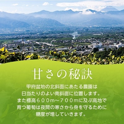 2026年先行受付 旬の葡萄セット2kg (シャインマスカット 巨峰 各2房 種なし)【配送不可地域：離島】