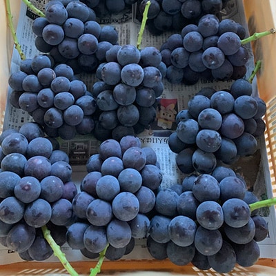 2026年先行予約 山梨県山梨市牧丘産 巨峰 約1.0Kg以上 2～3房【配送不可地域：離島】