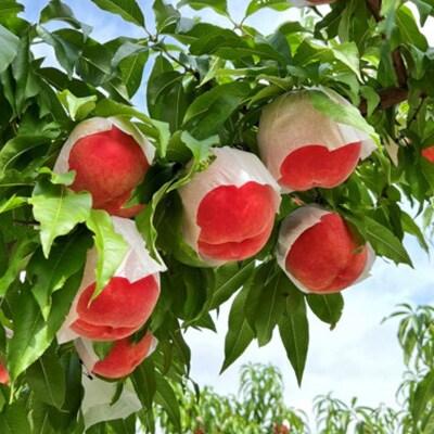 【桃の産地山梨】ヤマシタの桃ごこち　20本入(もも飲料)