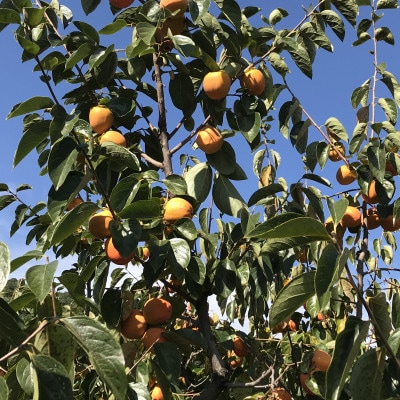 甲州名産「枯露柿」L～LLサイズ16個入り～20個入り　1.2kg以上