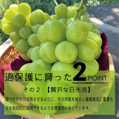 《2026年発送　先行受付》朝もぎ直送!!過保護に育った葡萄『のびのび育てたシャインマスカット』2房【配送不可地域：離島】
