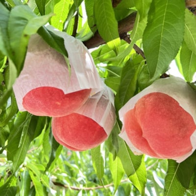 【桃の産地山梨】ヤマシタの桃ごこち　8本入(もも飲料)