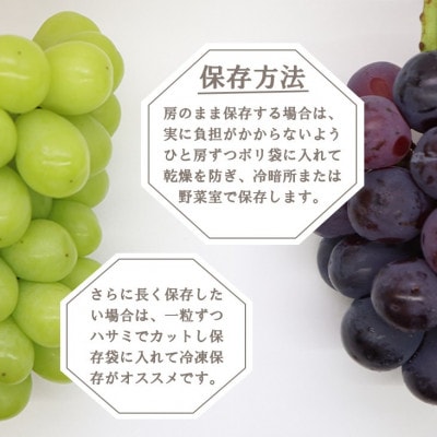 【2026年先行受付】大人気ぶどう2種盛り合わせ　シャインマスカット・ピオーネ　計1kg以上【配送不可地域：離島】