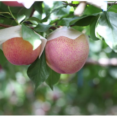 【2026年先行予約】すもも『中玉貴陽』約1.5kg(7～10玉)【配送不可地域：離島】