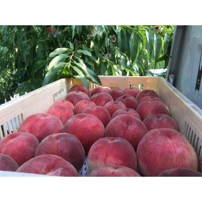 人気ゴールデン番組で話題沸騰!桃通が好む硬甘桃お試し約1kg8月下旬より発送【配送不可地域：離島・北海道・沖縄県・中国・四国・九州】